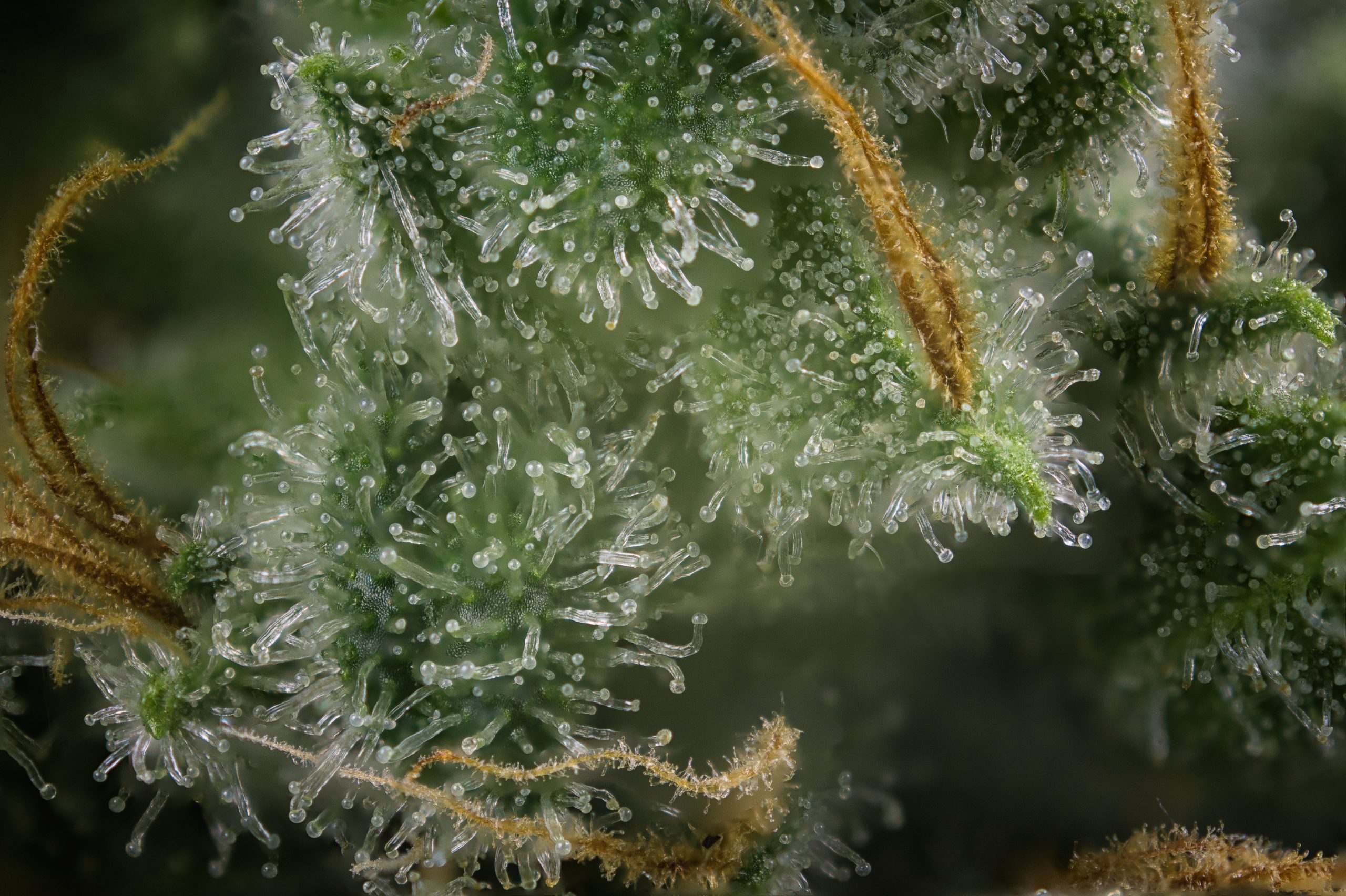 Macro shot of cannabis plant showing trichomes and hairs. 