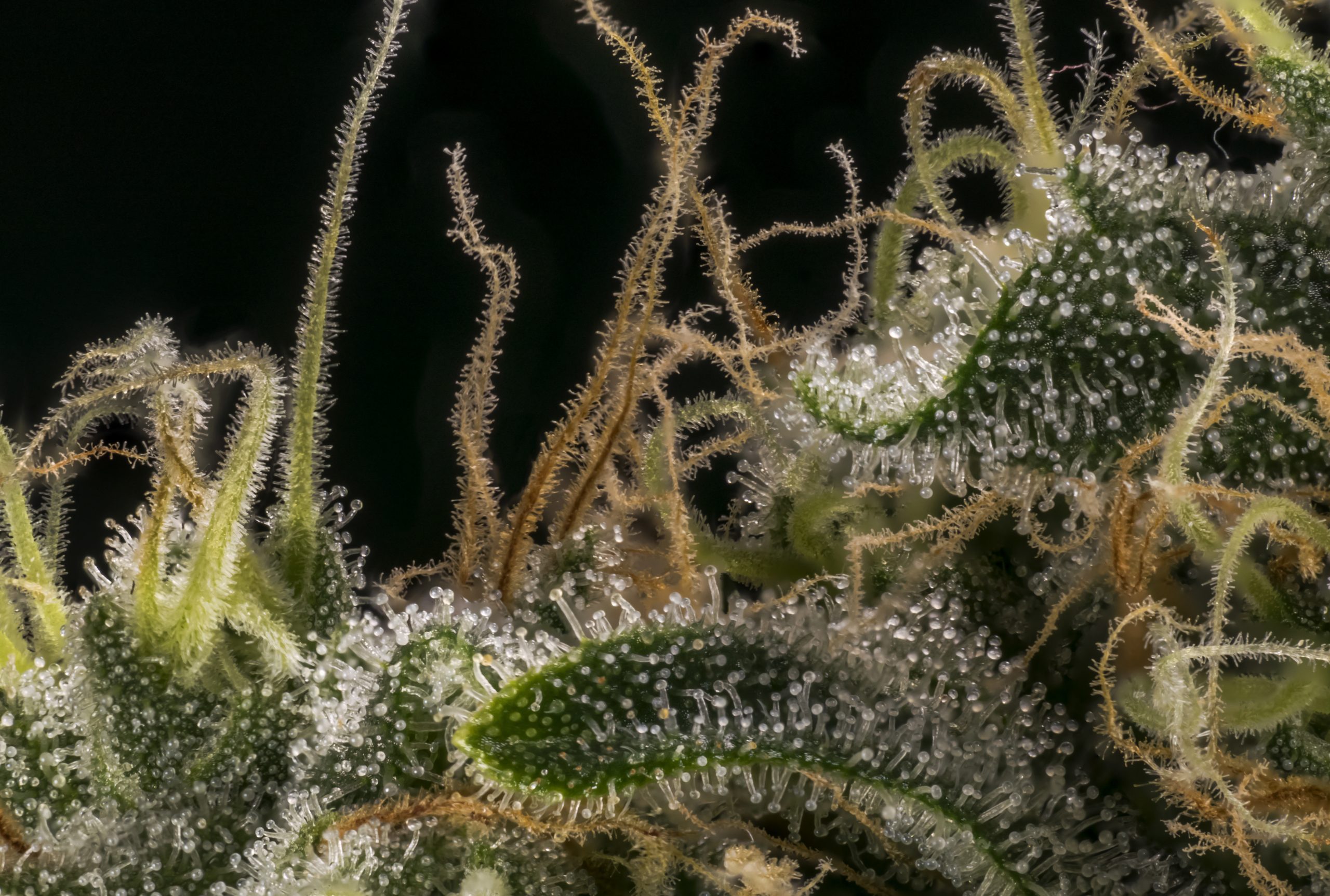 Macro shot of trichomes, where terpenes are stored. 
