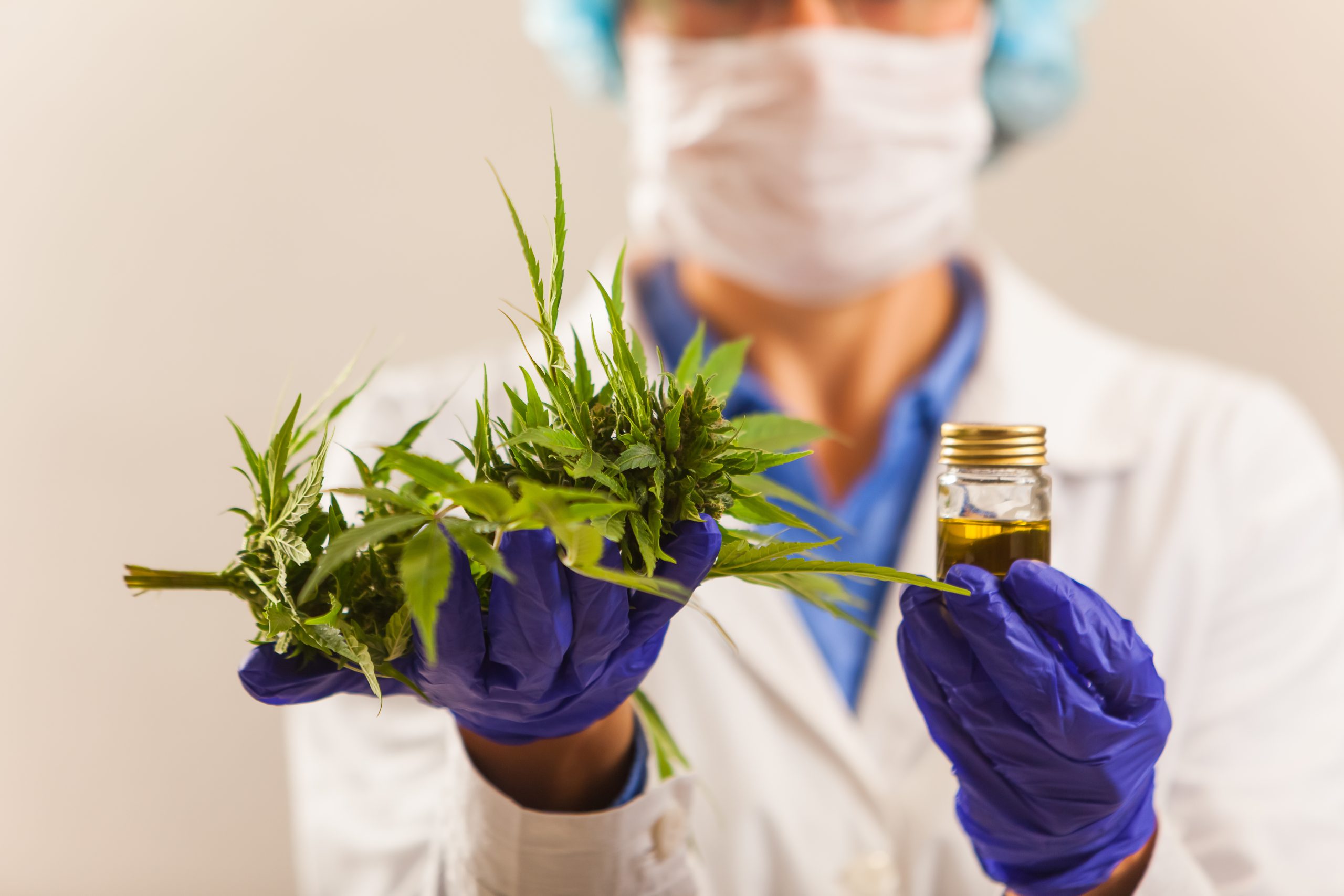 Scientist holding cannabis plant and cannabis extract with gloves. 
