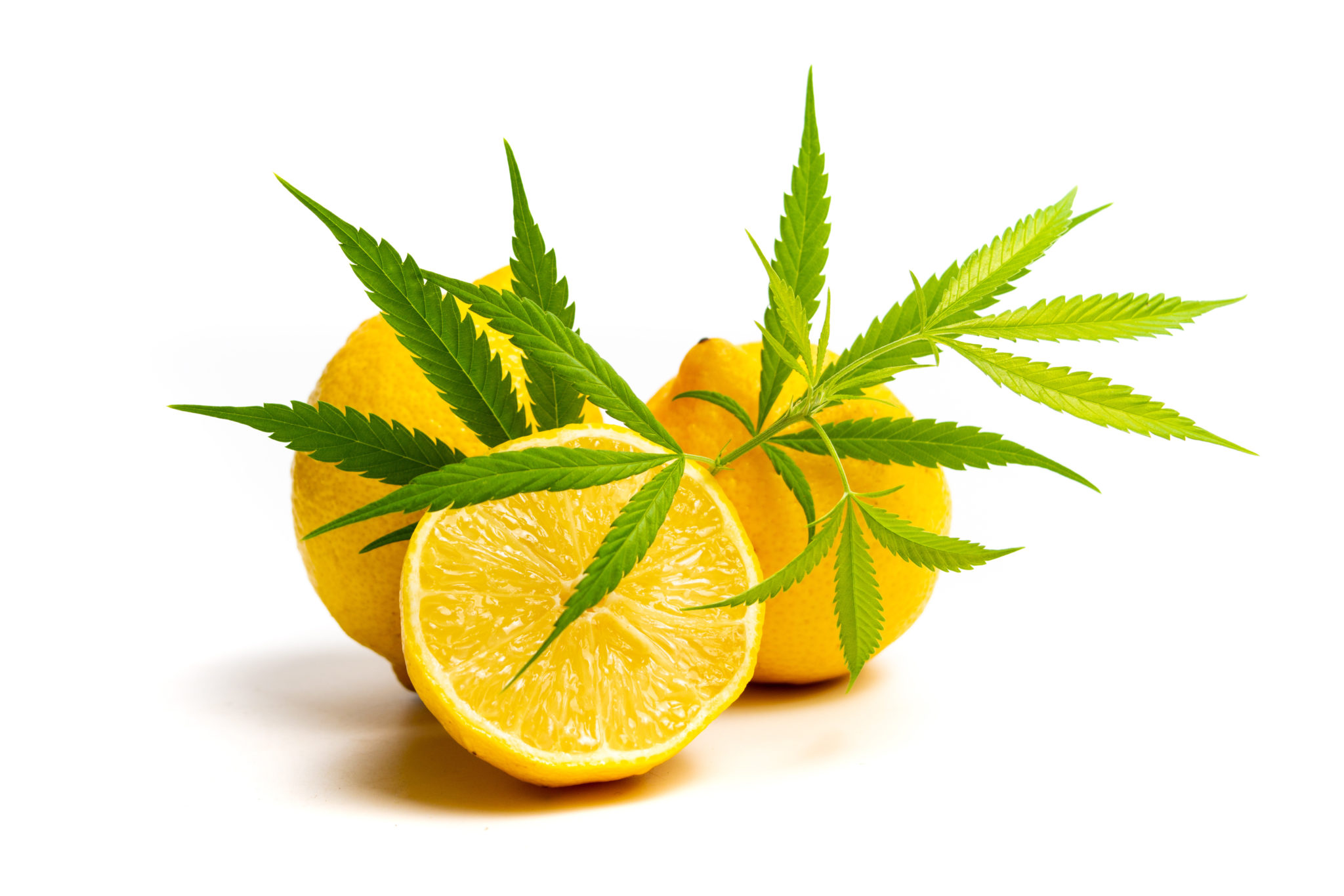 Marijuana leaf and lemon isolated