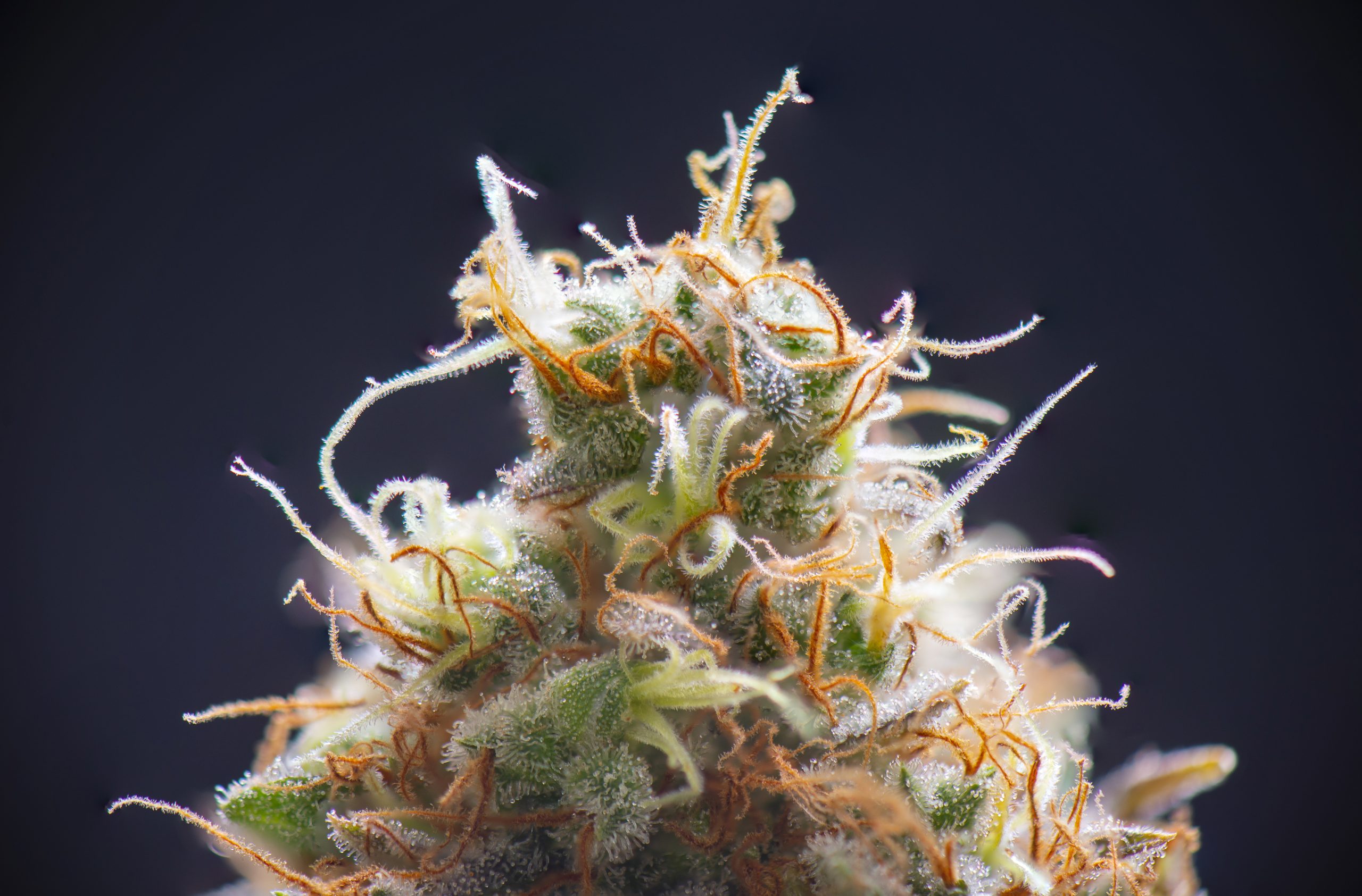 Macro detail of cannabis flower showing trichomes where terpenes are stored. 