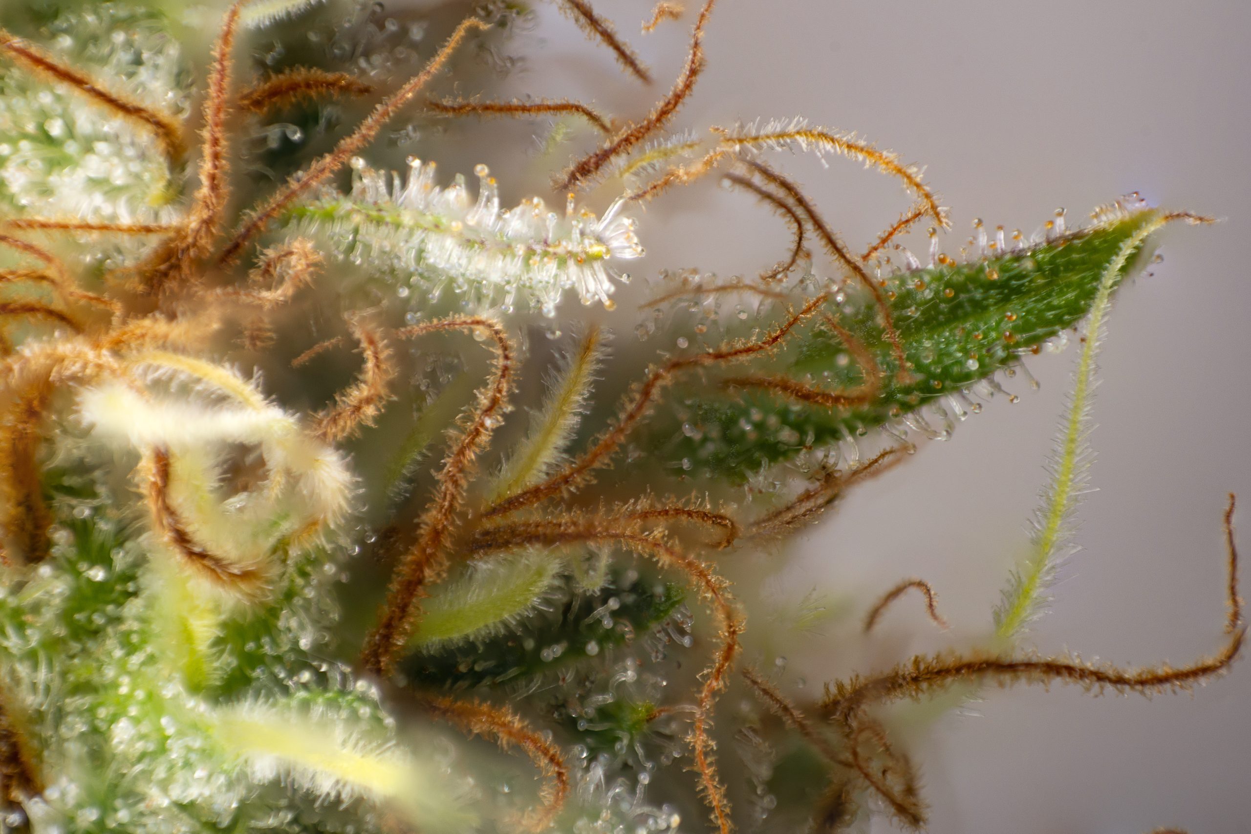 Cannabis flower with visible trichomes. 