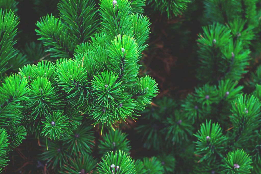 Coniferous plant, where pinene can be found. 